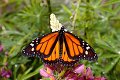 Danaus plexippus Monarchvlinder vlinder vlinders butterfly butterflies papillon papillons